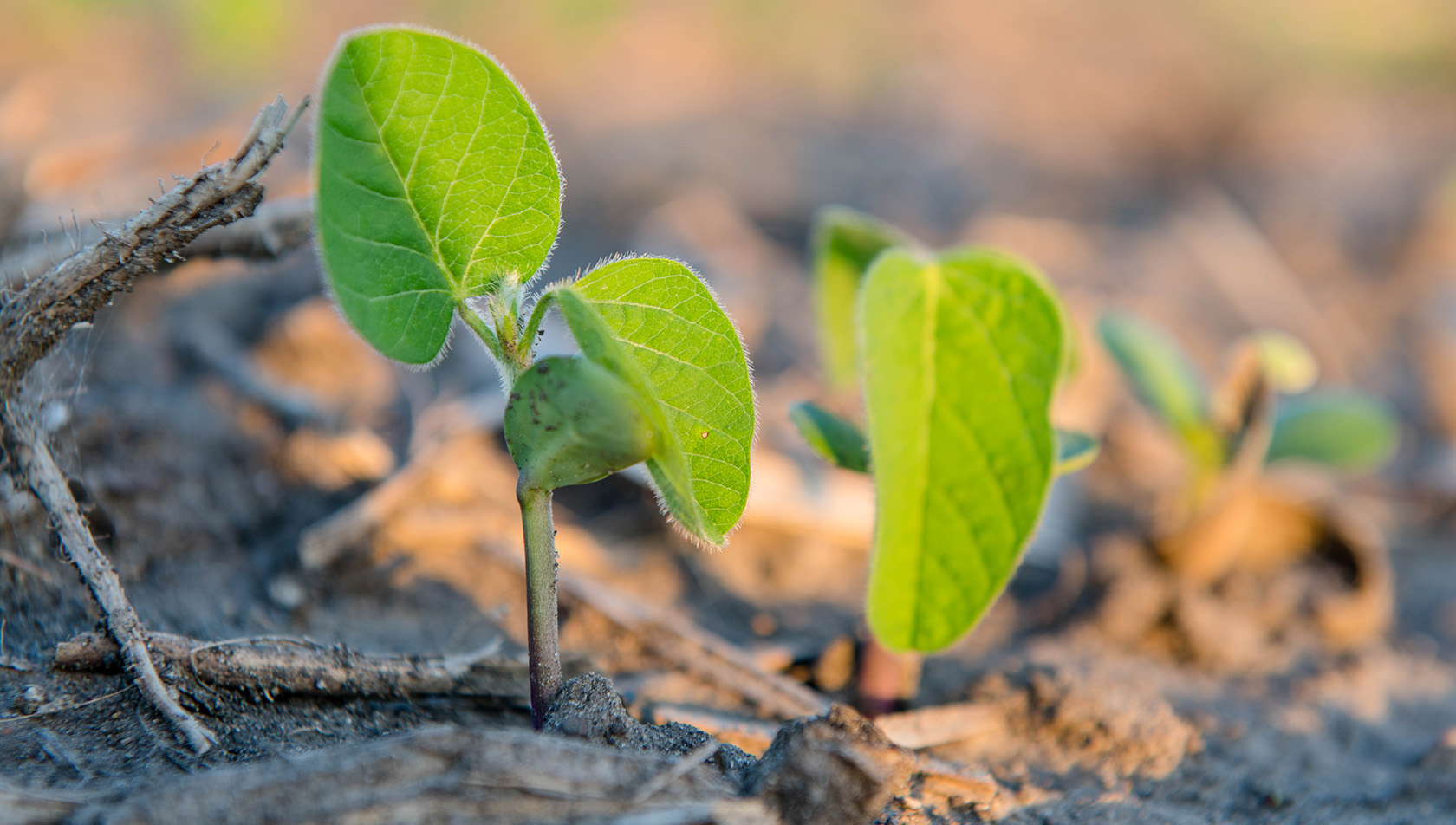 A successful harvest begins at planting